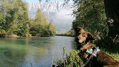 Höflehner Blog - Urlaub mit Hund
