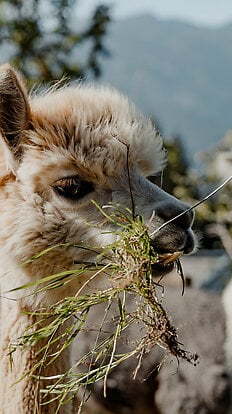 Lama &amp; Alpaka Meet &amp; Greet