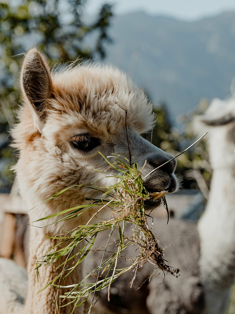 Lama &amp; Alpaka Meet &amp; Greet