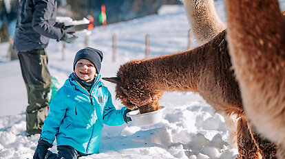 Lama & Alpaka Meet & Greet