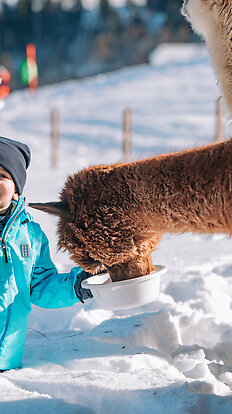 Lama &amp; Alpaka Meet &amp; Greet