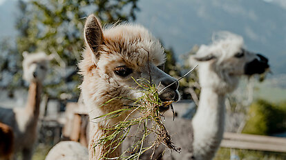 Llama &amp; Alpaca Meet &amp; Greet
