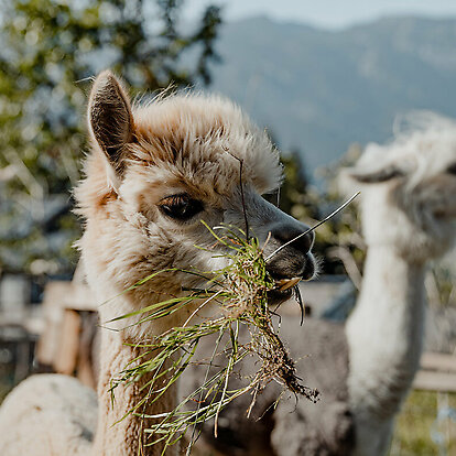 Llama &amp; Alpaca Meet &amp; Greet
