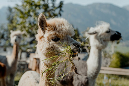 Llama &amp; Alpaca Meet &amp; Greet