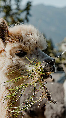 Llama &amp;amp; Alpaca Meet &amp;amp; Greet