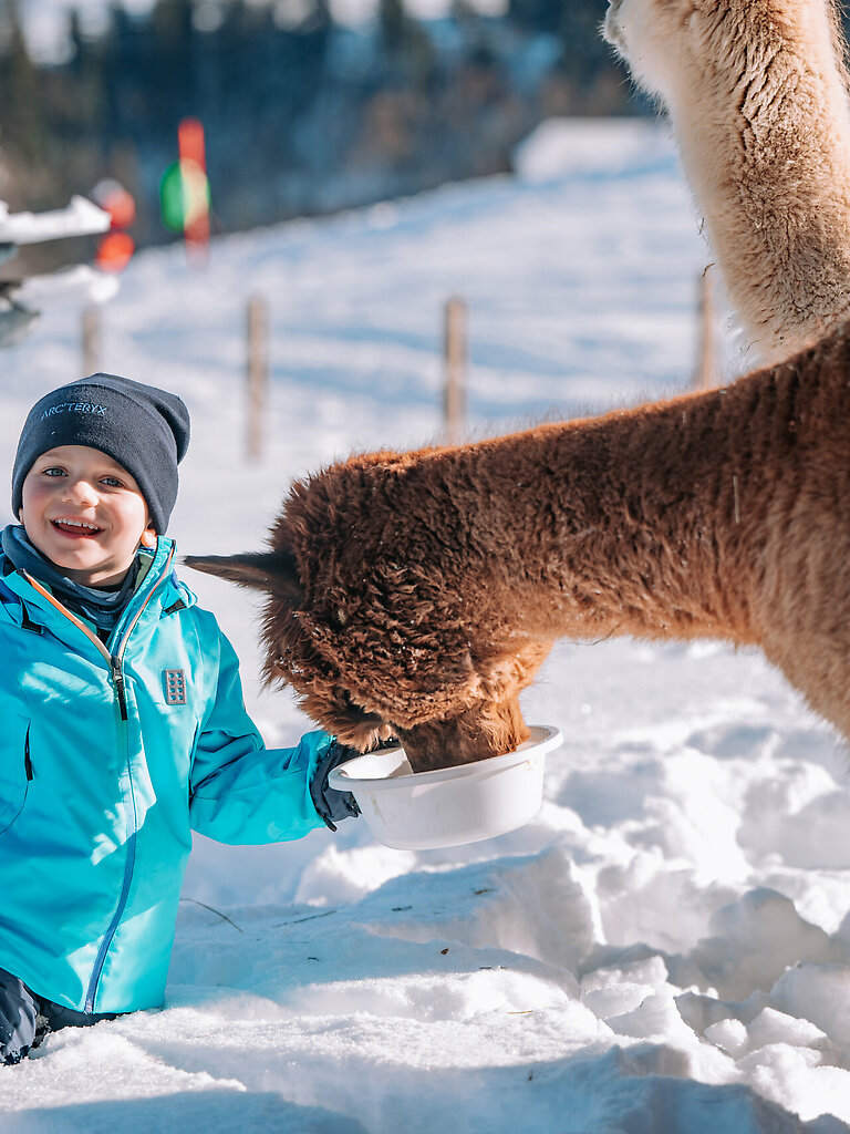 Llama &amp;amp; Alpaca Meet &amp;amp; Greet
