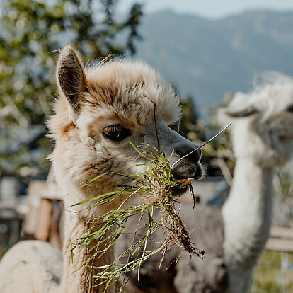 Alpaka und Lama - Meet &amp; Greet