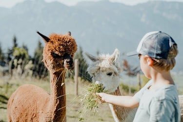 Alpaka Führung mit Wanderführer