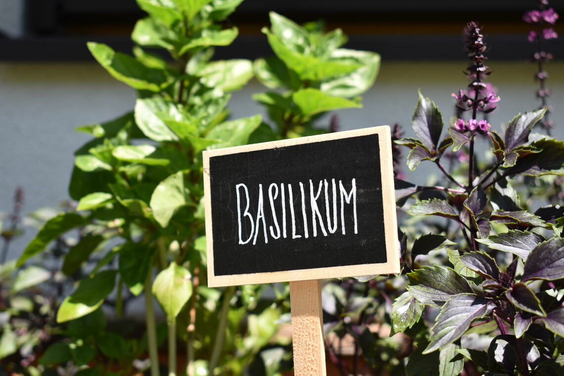 Basilikum