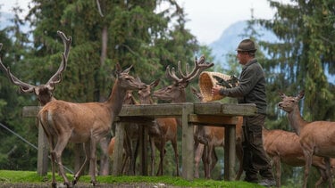 DSC_4375 Seniorchef Wildfütterung