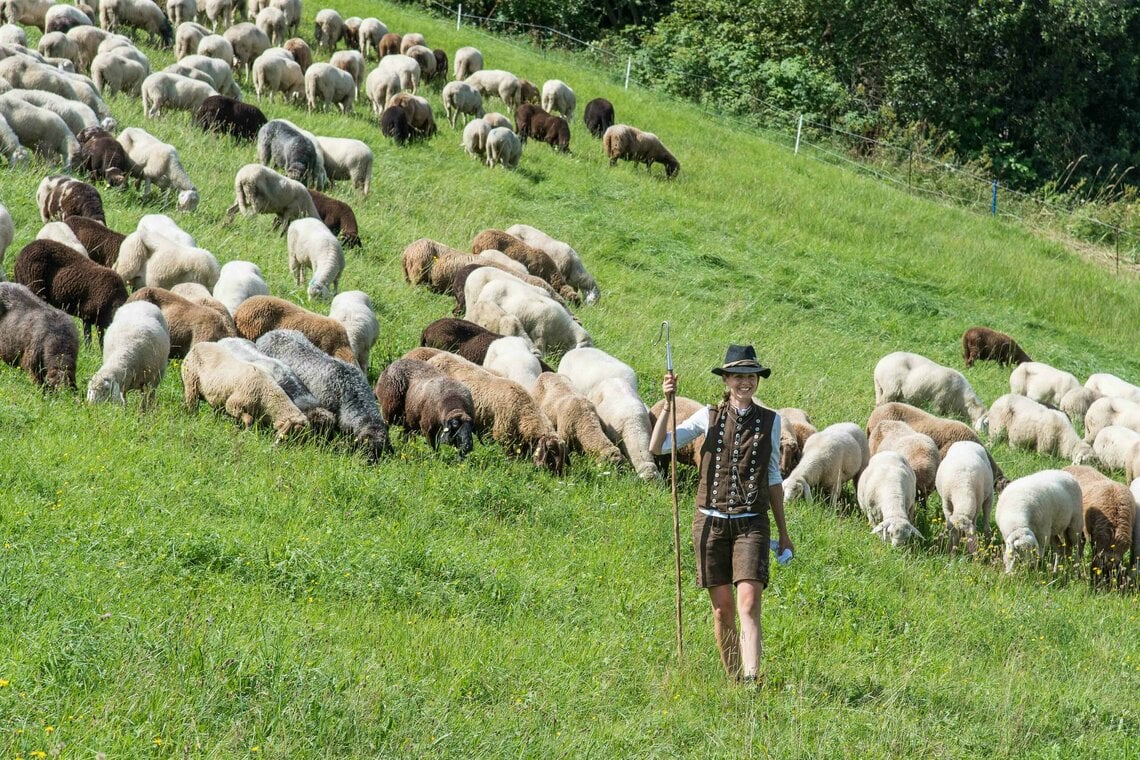 Über 700 Schafe am Hauser Kaibling.