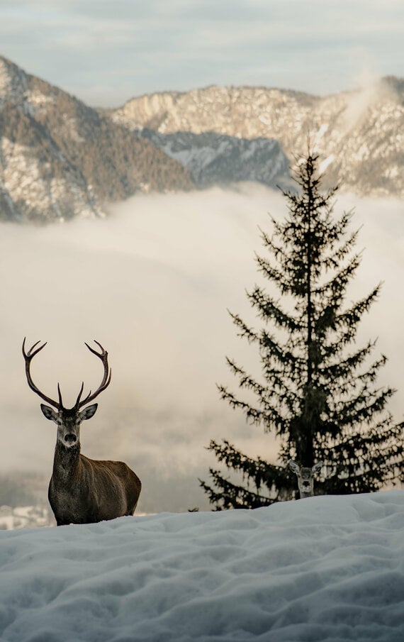 höflehner64_winter_cmvisuals