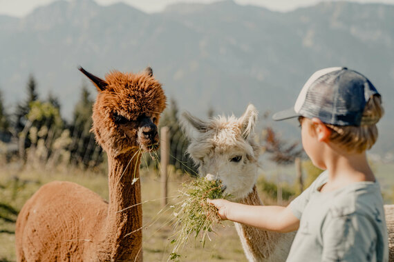 Lama und Alpaka