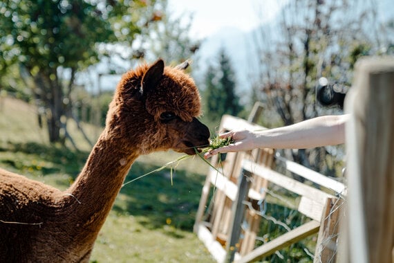 Lama und Alpaka