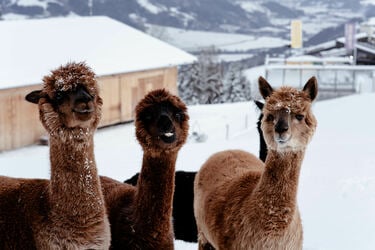 Lama und Alpaka