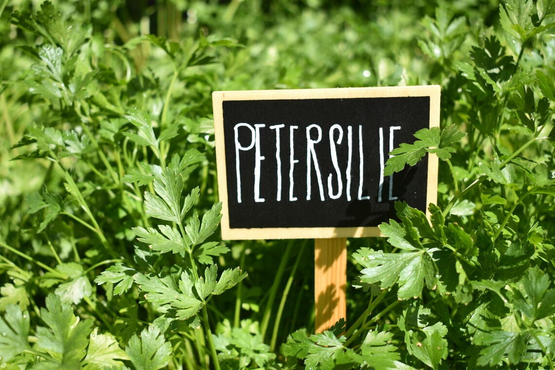 Petersilie