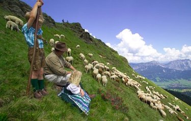 Schafe am Hauser Kaibling